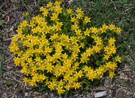 Biting Stonecrop