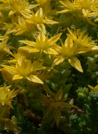 Biting Stonecrop