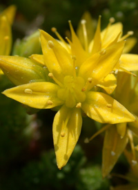 Biting Stonecrop