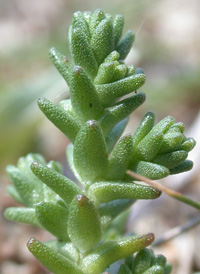 Biting Stonecrop