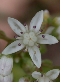 White Stonecrop