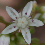 White Stonecrop