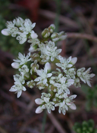 White Stonecrop