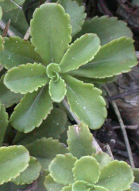 Kamchatka Stonecrop