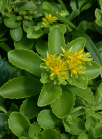 Kamchatka Stonecrop