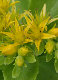 Kamchatka Stonecrop