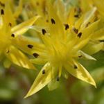 Stringy Stonecrop Stringy Stonecrop