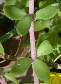 Stringy Stonecrop