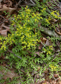 Stringy Stonecrop