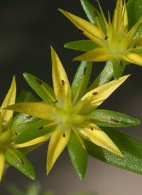 Stringy Stonecrop