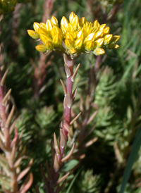 Reflexed Stonecrop