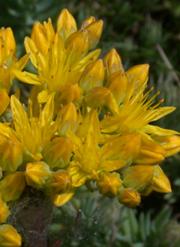 Reflexed Stonecrop