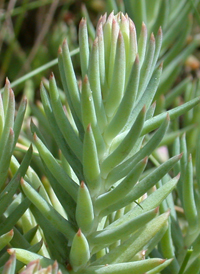 Reflexed Stonecrop