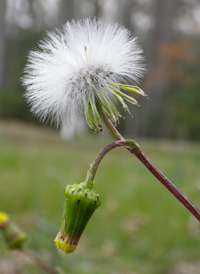 Groundsel