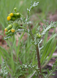 Groundsel