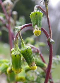 Groundsel