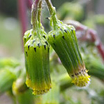 Groundsel Groundsel