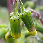 Groundsel