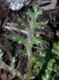 Groundsel