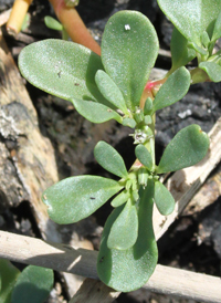 Slender Sea-purslane