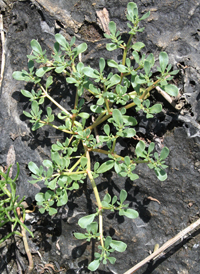 Slender Sea-purslane