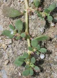 Slender Sea-purslane