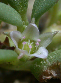 Slender Sea-purslane