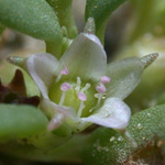 Slender Sea-purslane Slender Sea-purslane
