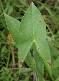 Long-beaked Arrowhead