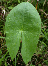 Broad-leaved Arrowhead