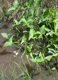 Broad-leaved Arrowhead