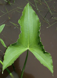 Broad-leaved Arrowhead