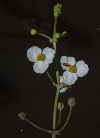 Broad-leaved Arrowhead