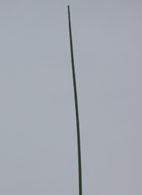 Slender Arrowhead