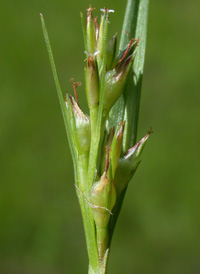 Netted Nut-rush