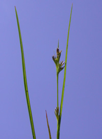 Netted Nut-rush