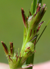 Netted Nut-rush