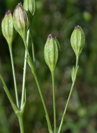 Sleepy Catchfly