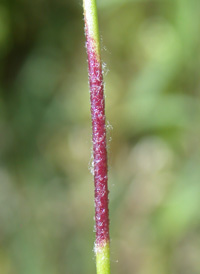 Sleepy Catchfly