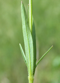 Sleepy Catchfly