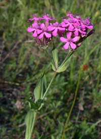 Sweet-William Catchfly