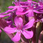 Sweet-William Catchfly Sweet-William Catchfly
