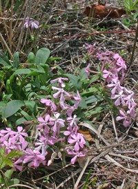 Carolina Catchfly