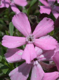 Carolina Catchfly