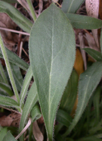 Carolina Catchfly