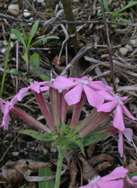 Carolina Catchfly