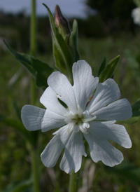 White Campion