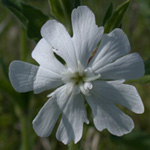White Campion White Campion