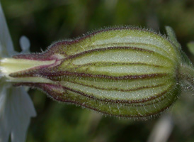 White Campion