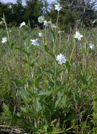 White Campion